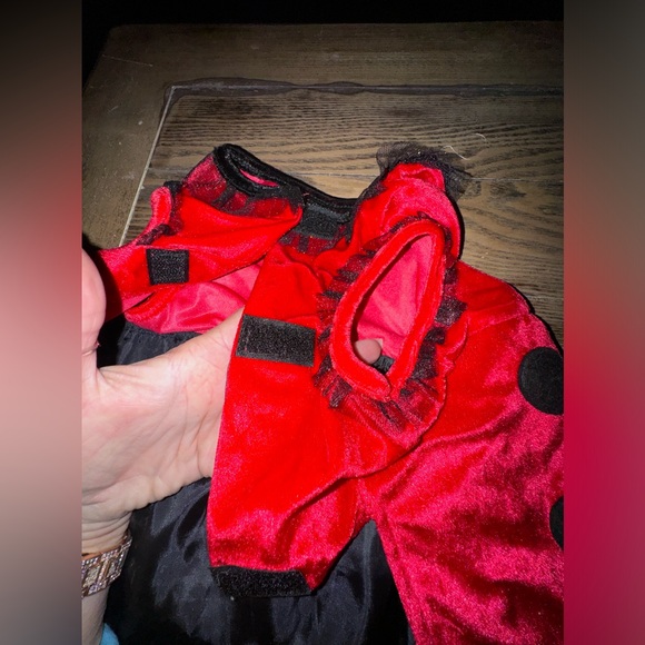 Lady bug Dog costume- size M - Picture 5 of 16